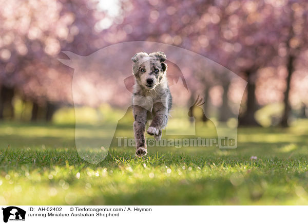 running Miniature Australian Shepherd / AH-02402
