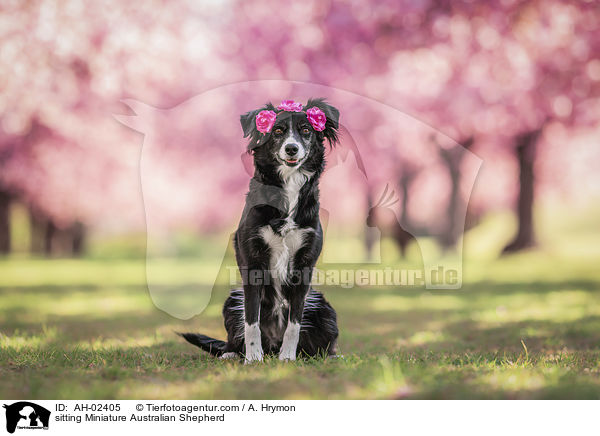 sitting Miniature Australian Shepherd / AH-02405