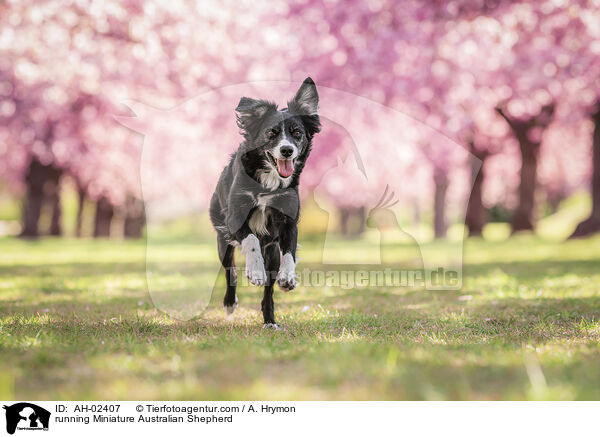 running Miniature Australian Shepherd / AH-02407