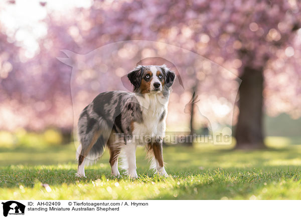 standing Miniature Australian Shepherd / AH-02409