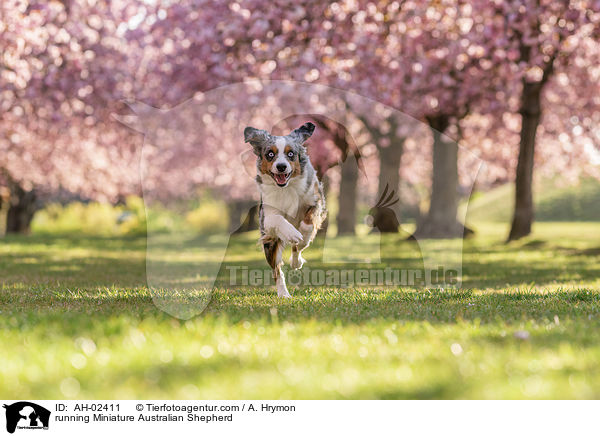 running Miniature Australian Shepherd / AH-02411