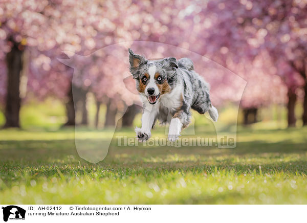 running Miniature Australian Shepherd / AH-02412