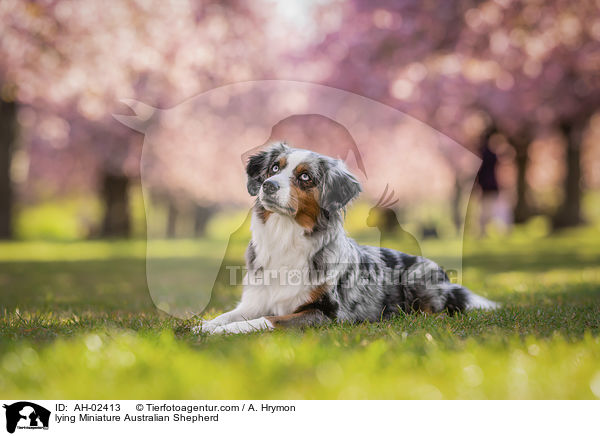 lying Miniature Australian Shepherd / AH-02413