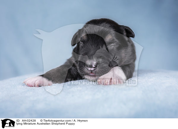 lying Miniature Australian Shepherd Puppy / AH-02428