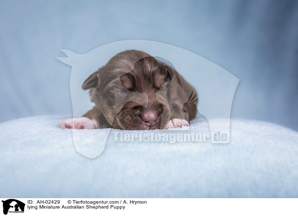 lying Miniature Australian Shepherd Puppy / AH-02429