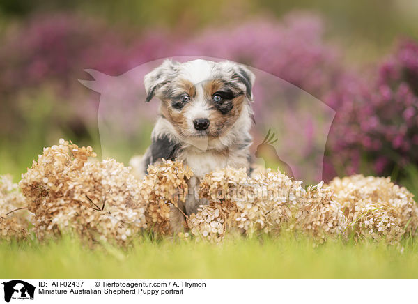 Miniature Australian Shepherd Puppy portrait / AH-02437