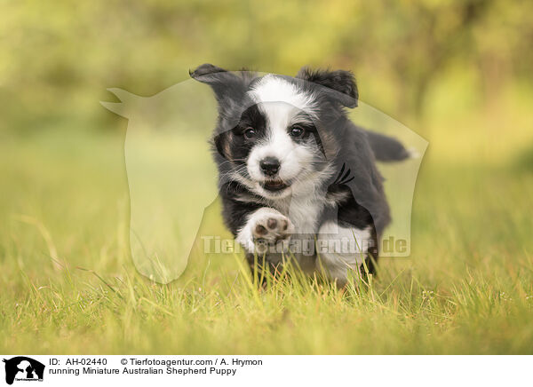 running Miniature Australian Shepherd Puppy / AH-02440