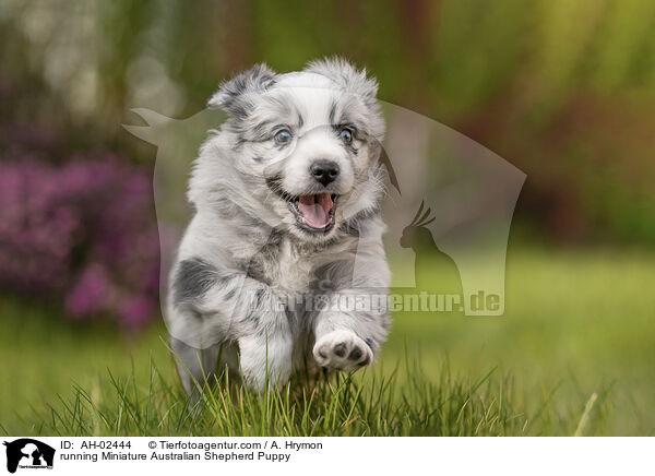 running Miniature Australian Shepherd Puppy / AH-02444