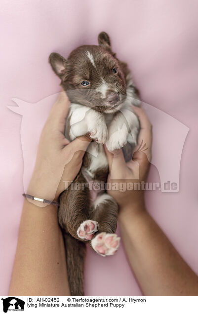 lying Miniature Australian Shepherd Puppy / AH-02452