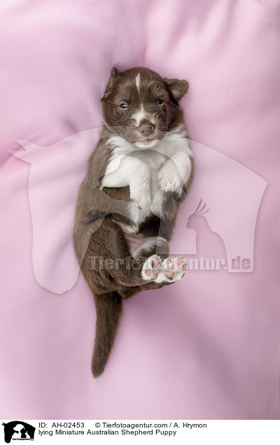 liegender Miniature Australian Shepherd Welpe / lying Miniature Australian Shepherd Puppy / AH-02453