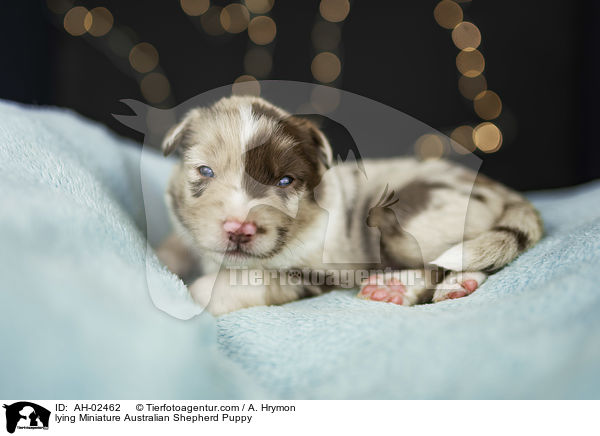 lying Miniature Australian Shepherd Puppy / AH-02462