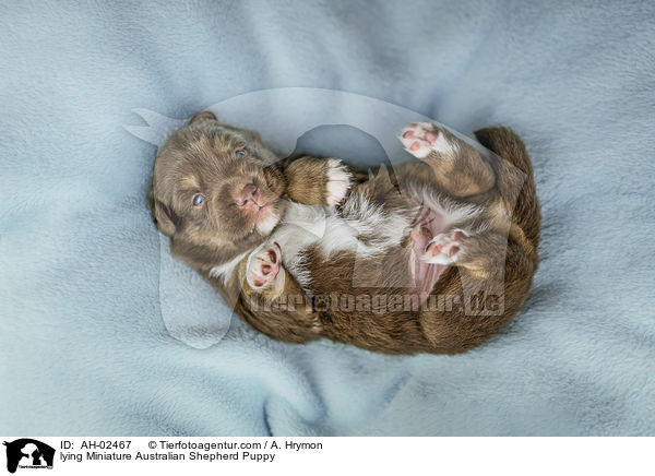 lying Miniature Australian Shepherd Puppy / AH-02467
