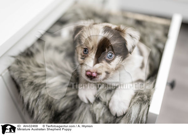 Miniature Australian Shepherd Puppy / AH-02468