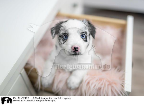 Miniature Australian Shepherd Puppy / AH-02472