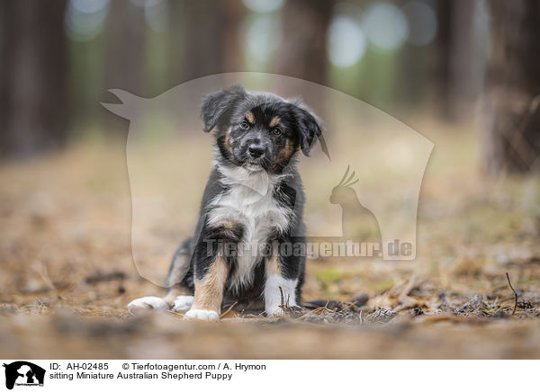 sitting Miniature Australian Shepherd Puppy / AH-02485