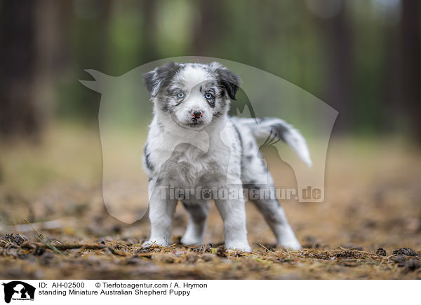 standing Miniature Australian Shepherd Puppy / AH-02500