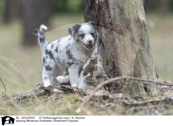 playing Miniature Australian Shepherd Puppies / AH-02503