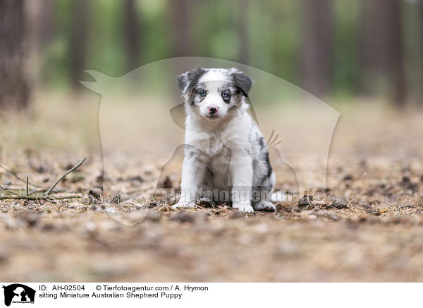 sitting Miniature Australian Shepherd Puppy / AH-02504