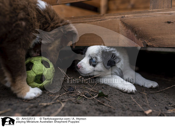 playing Miniature Australian Shepherd Puppies / AH-02513