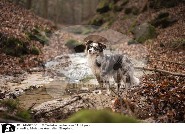 standing Miniature Australian Shepherd / AH-02560