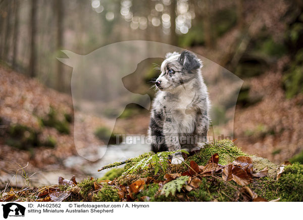 sitting Miniature Australian Shepherd / AH-02562