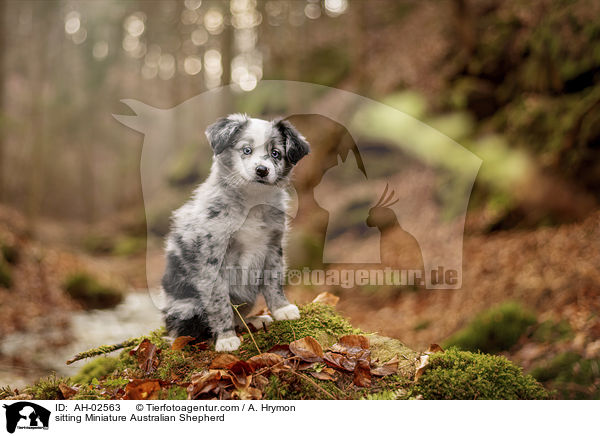 sitting Miniature Australian Shepherd / AH-02563