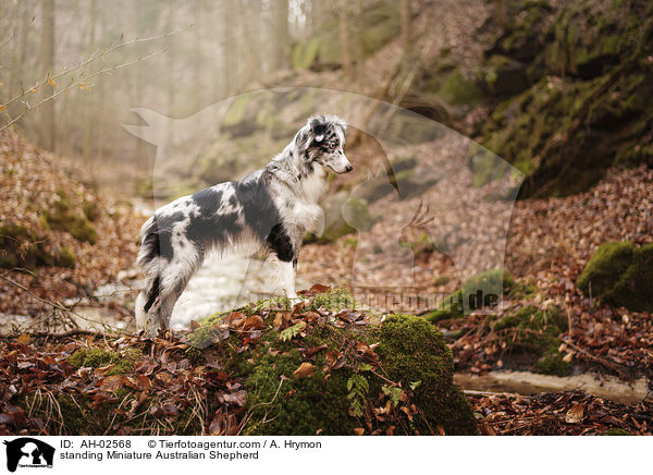 standing Miniature Australian Shepherd / AH-02568