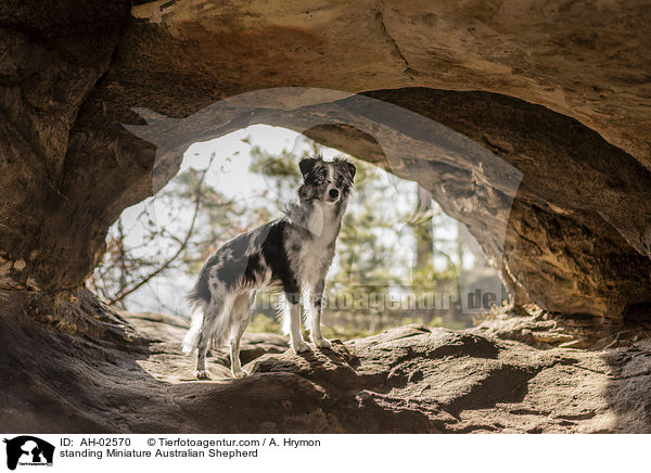 standing Miniature Australian Shepherd / AH-02570