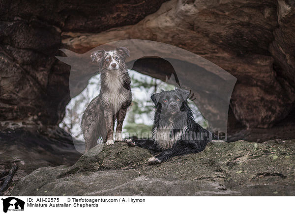 Miniature Australian Shepherds / AH-02575