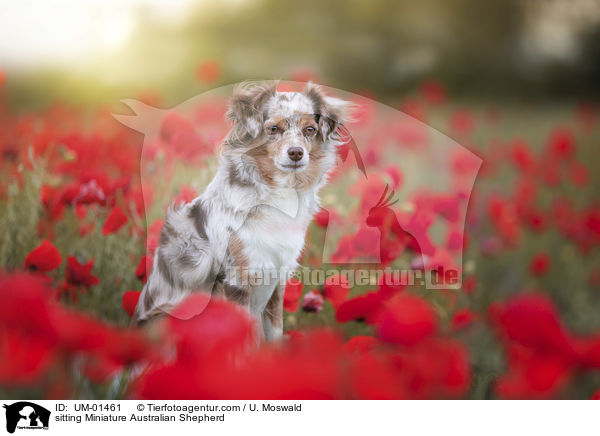 sitting Miniature Australian Shepherd / UM-01461
