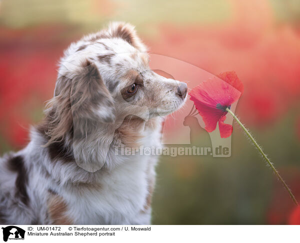 Miniature Australian Shepherd portrait / UM-01472