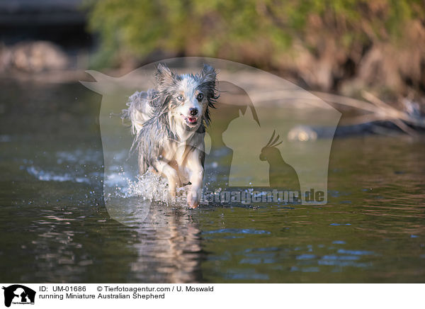 running Miniature Australian Shepherd / UM-01686