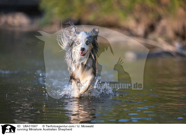 running Miniature Australian Shepherd / UM-01687