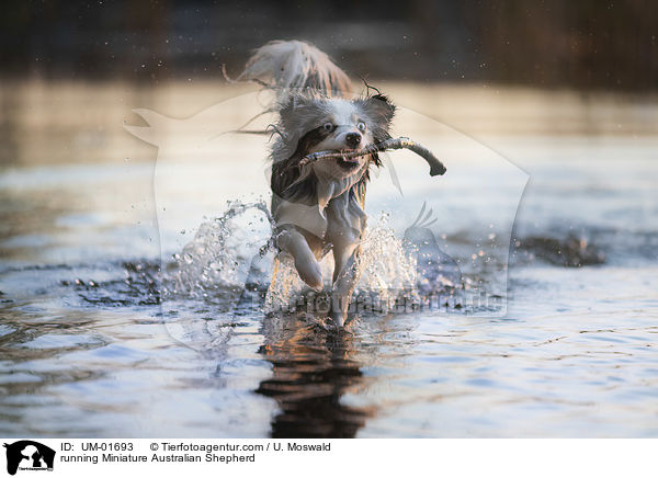running Miniature Australian Shepherd / UM-01693
