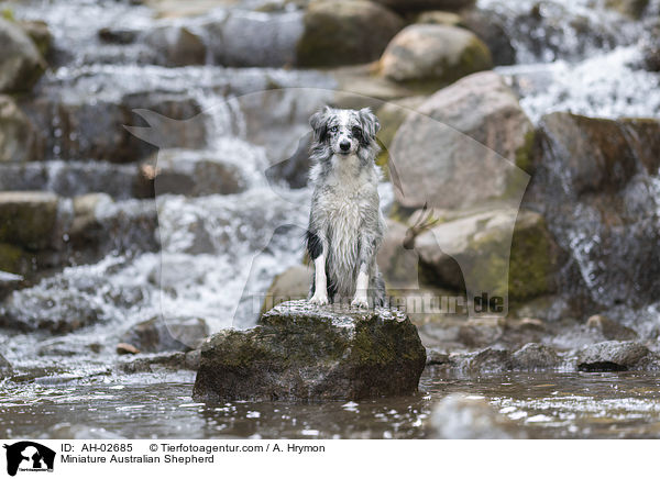 Miniature Australian Shepherd / AH-02685