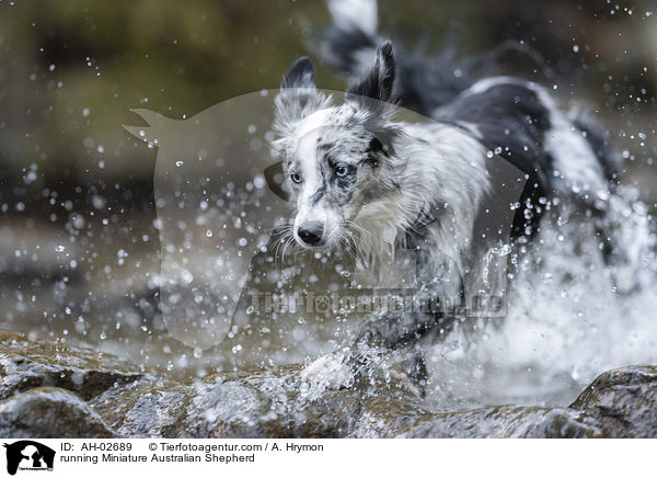 running Miniature Australian Shepherd / AH-02689