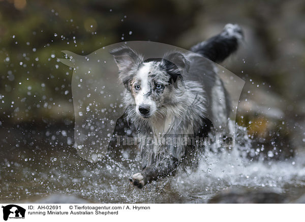 running Miniature Australian Shepherd / AH-02691