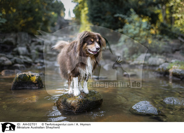 Miniature Australian Shepherd / AH-02701