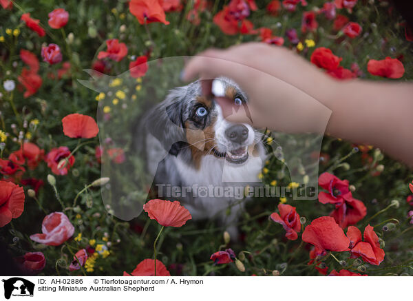 sitting Miniature Australian Shepherd / AH-02886