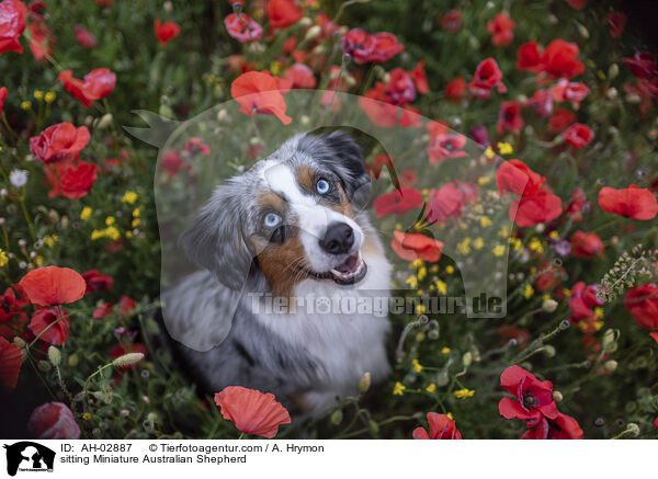 sitting Miniature Australian Shepherd / AH-02887