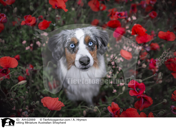 sitting Miniature Australian Shepherd / AH-02889