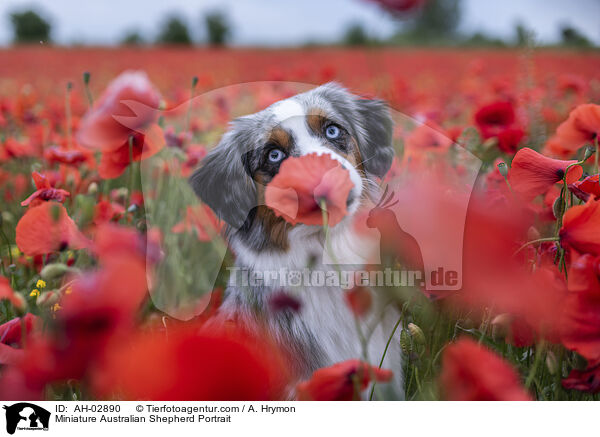Miniature Australian Shepherd Portrait / AH-02890