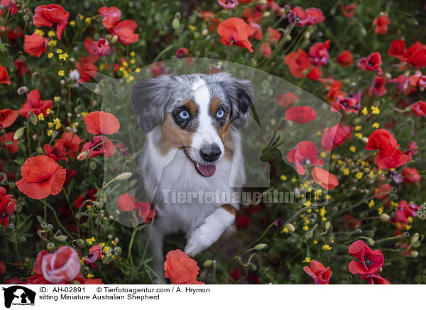 sitting Miniature Australian Shepherd / AH-02891