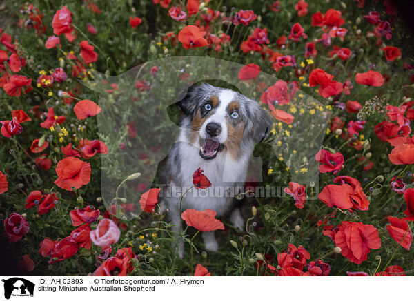 sitting Miniature Australian Shepherd / AH-02893