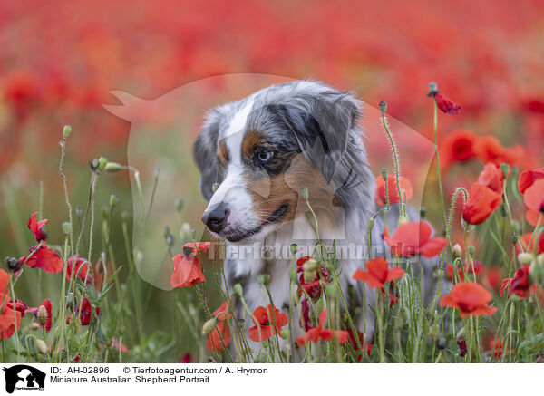 Miniature Australian Shepherd Portrait / AH-02896