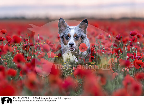 rennender Miniature Australian Shepherd / running Miniature Australian Shepherd / AH-02899