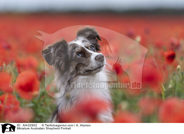 Miniature Australian Shepherd Portrait / Miniature Australian Shepherd Portrait / AH-02902