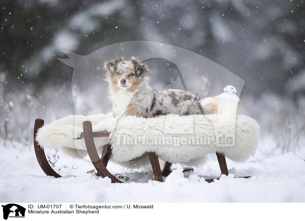 Miniature Australian Shepherd / Miniature Australian Shepherd / UM-01707