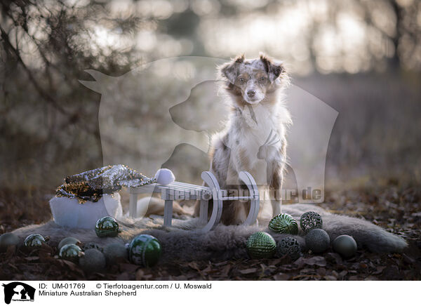 Miniature Australian Shepherd / Miniature Australian Shepherd / UM-01769
