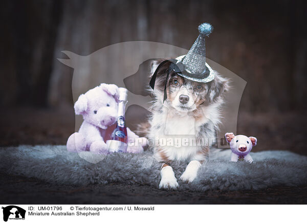 Miniature Australian Shepherd / Miniature Australian Shepherd / UM-01796